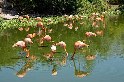 Pink flamingos in pond near trees