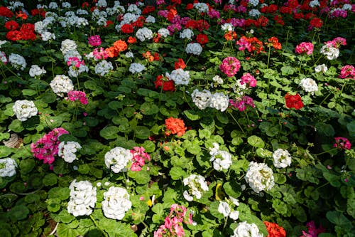 High angle of blooming multicolored Pelargonium flowers with green leaves growing in nature in sunny summer day