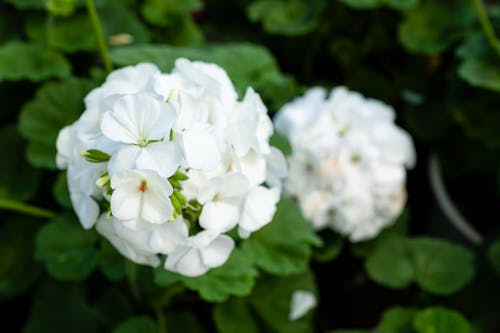 Free From above of blossoming white Pelargonium flowers with green foliage growing in park in daylight Stock Photo
