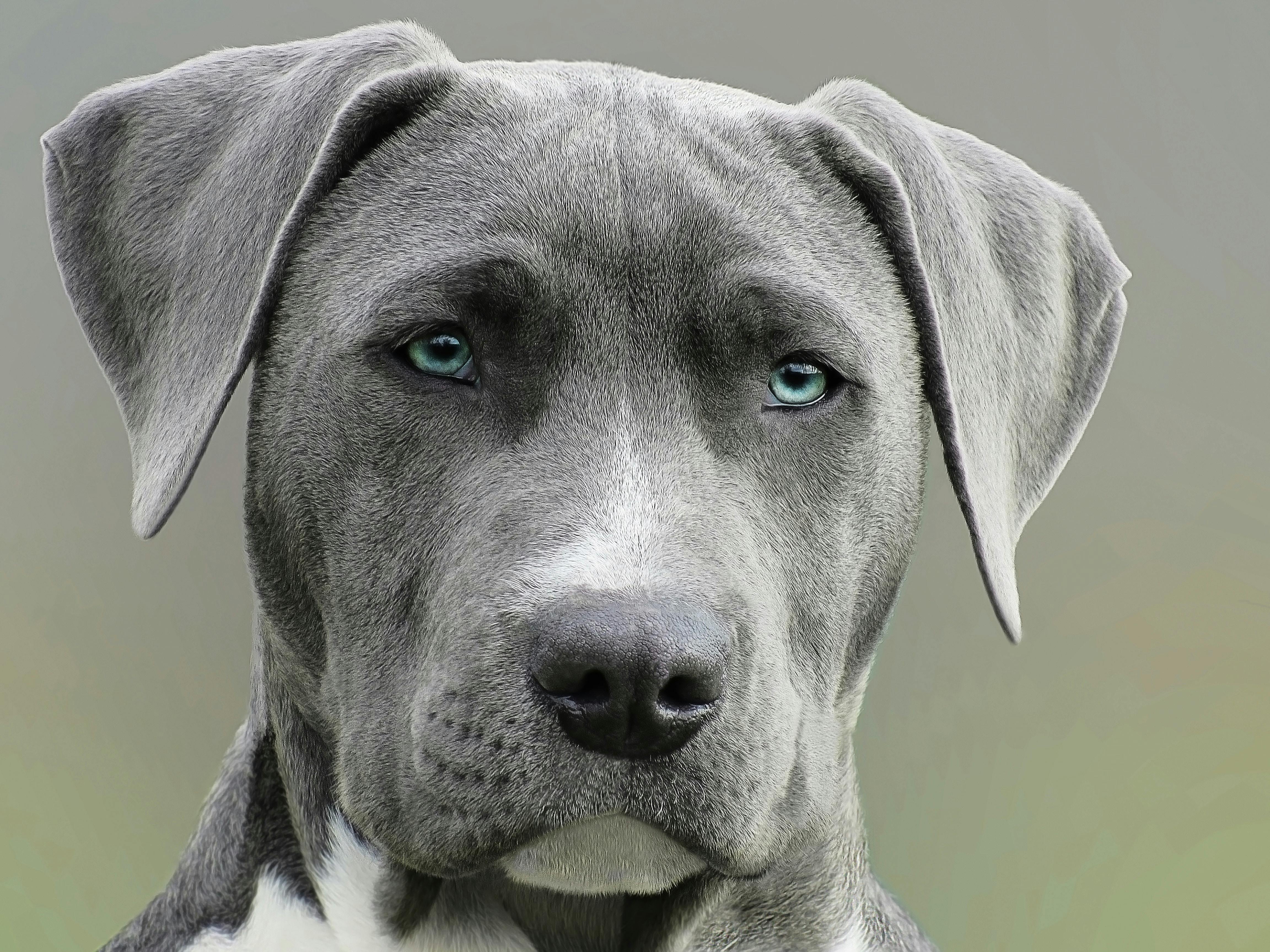 close up photography of adult black and white short coat dog