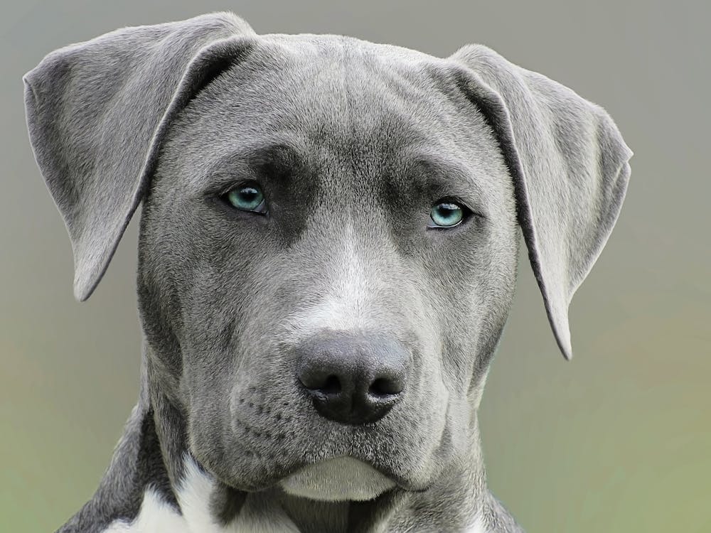 Free Close Up Photography of Adult Black and White Short Coat Dog Stock Photo