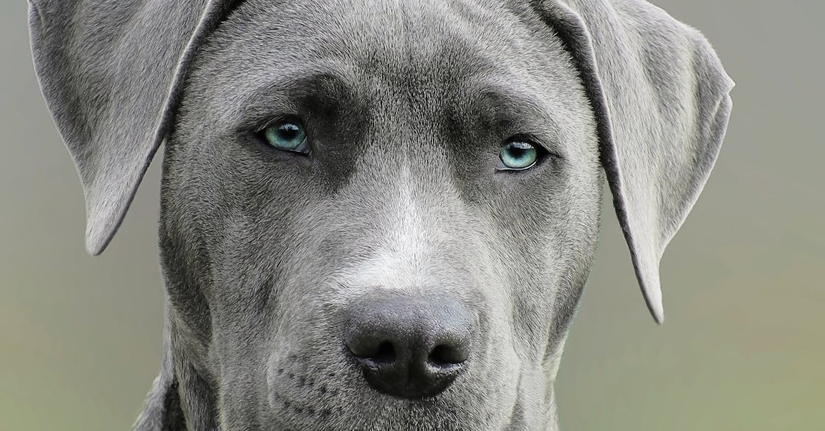 Grey short hair hot sale dog