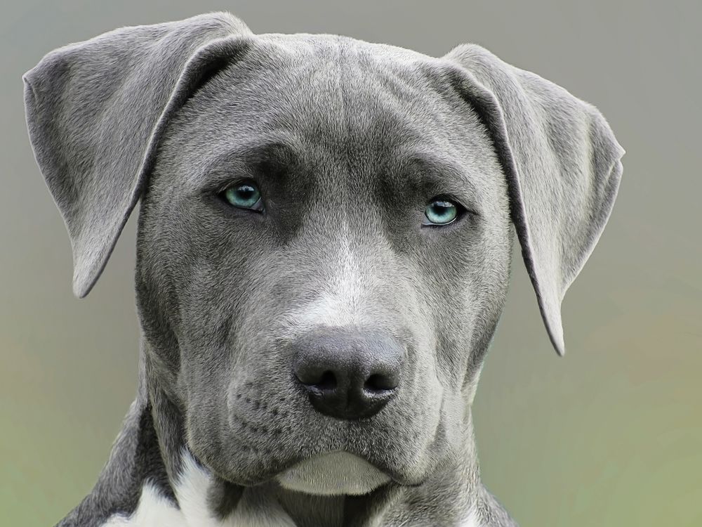 Köpeğim Kakasını Yiyor: Nedenleri, Riskleri ve Nasıl Engellenir? - Görsel 2