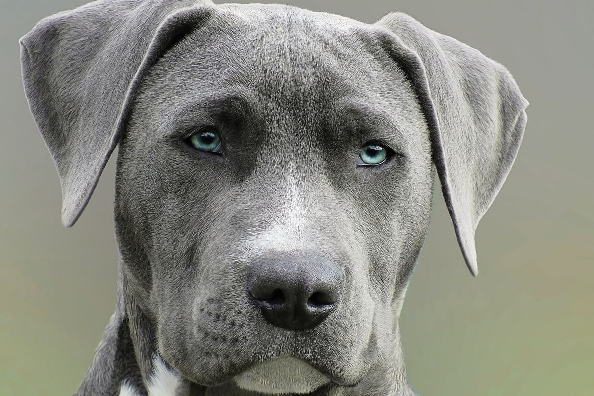 Otite du chien : symptômes et traitement - Comment reconnaître une otite chez un chien ?