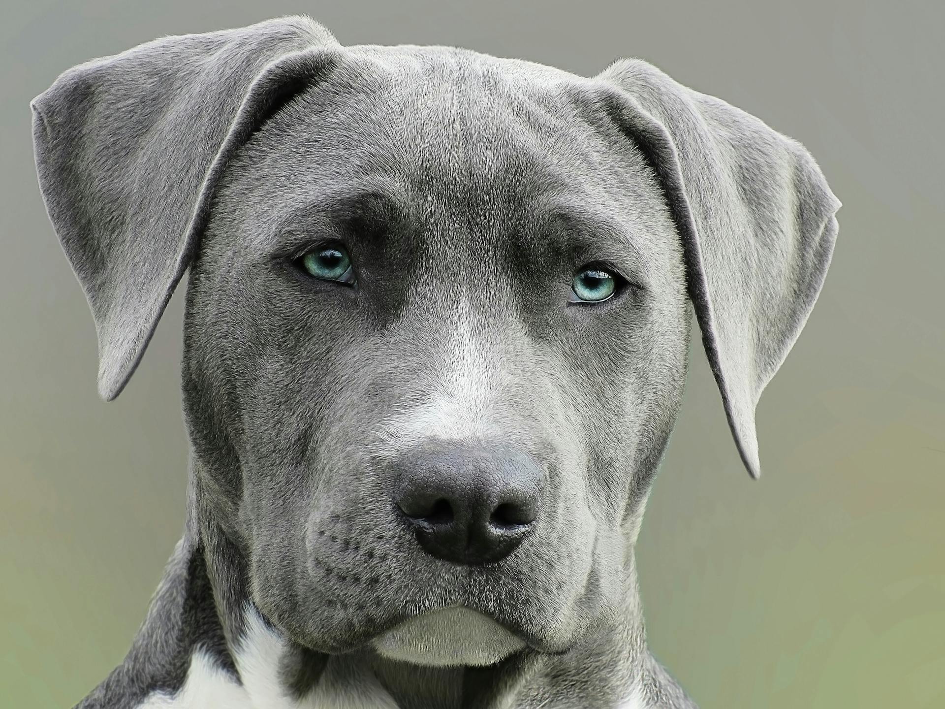 Une photo rapprochée d'un chien adulte à pelage court noir et blanc