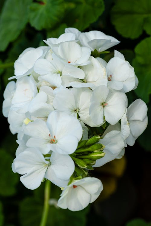 Free Blossoming pelargonium flower with small white petals with thin stem growing in botanical garden with green plants on summer day Stock Photo