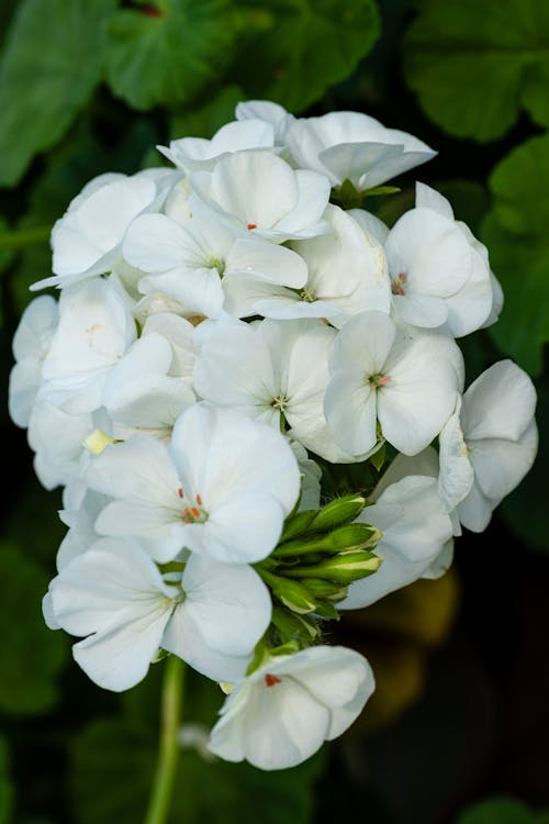 Blossoming pelargonium flower with small white petals with thin stem growing in botanical garden with green plants on summer day