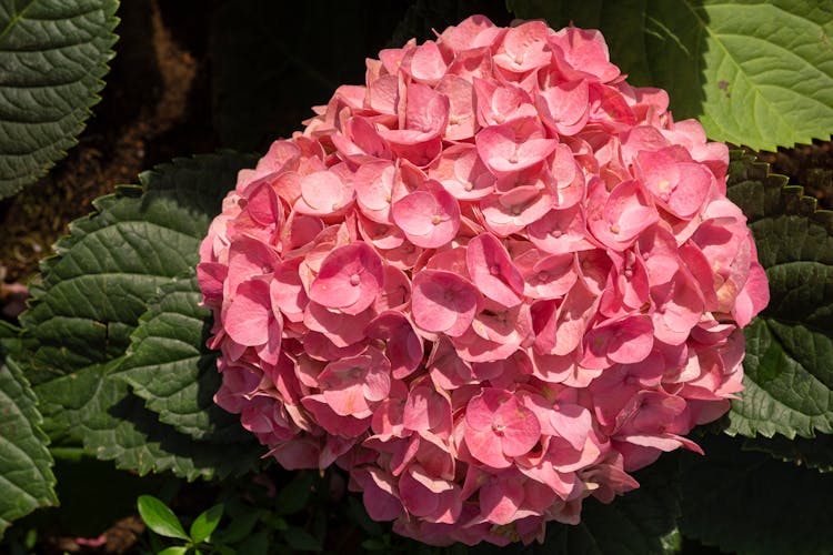 Hortensia Flower Growing In Garden