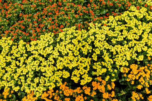 From above of dense lush bushes with multicolored tagetes flowers with green leaves growing in botanical garden on summer day