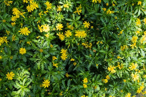 Lush shrub with yellow African bush daisy flowers and green leaves growing in botanical garden on sunny summer day