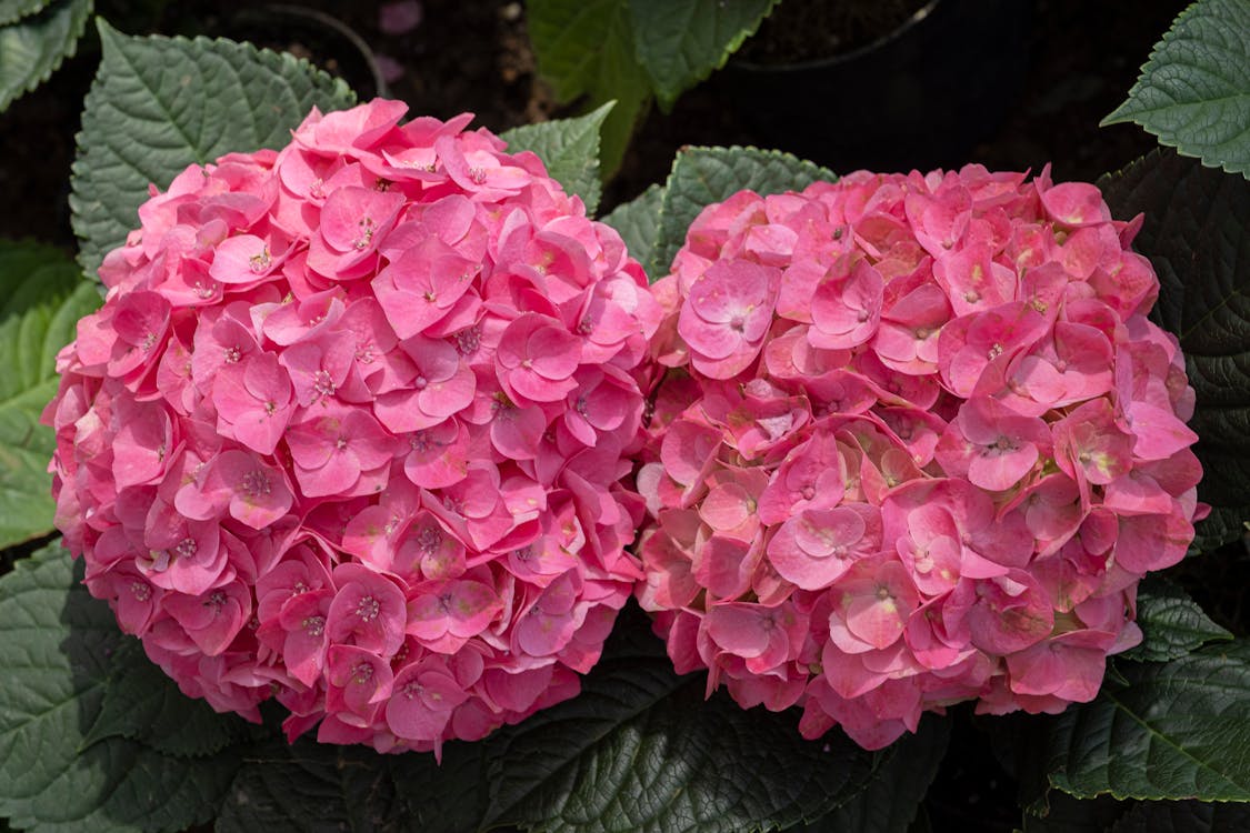 คลังภาพถ่ายฟรี ของ hortensia, กลิ่นหอม, กลีบดอกไม้