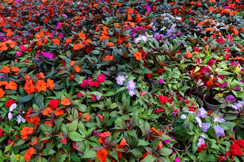 Abundance of impatiens flowers with multicolored petals and green leaves growing on shrubs in botanical garden on summer day
