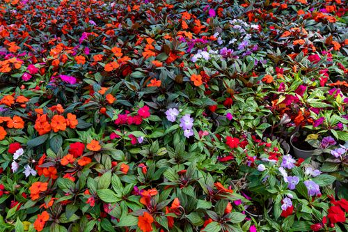 Free Abundance of impatiens flowers with multicolored petals and green leaves growing on shrubs in botanical garden on summer day Stock Photo