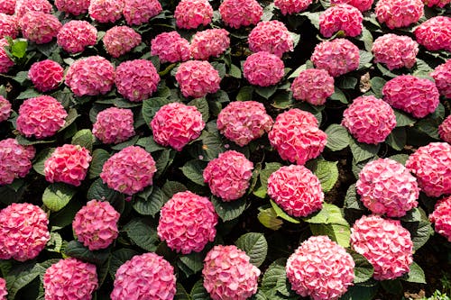 From above abundance of blossoming hortensia flowers with pink petals and green leaves growing in botanical garden on summer day