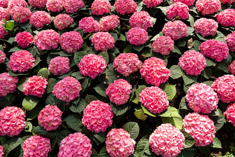 Bunch Of Pink Hydrangea Flowers