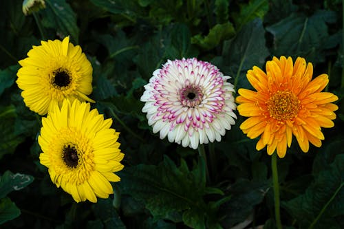 Different types of blossoming gerbera flowers with colorful tender petals and green leaves growing in botanical garden on summer day
