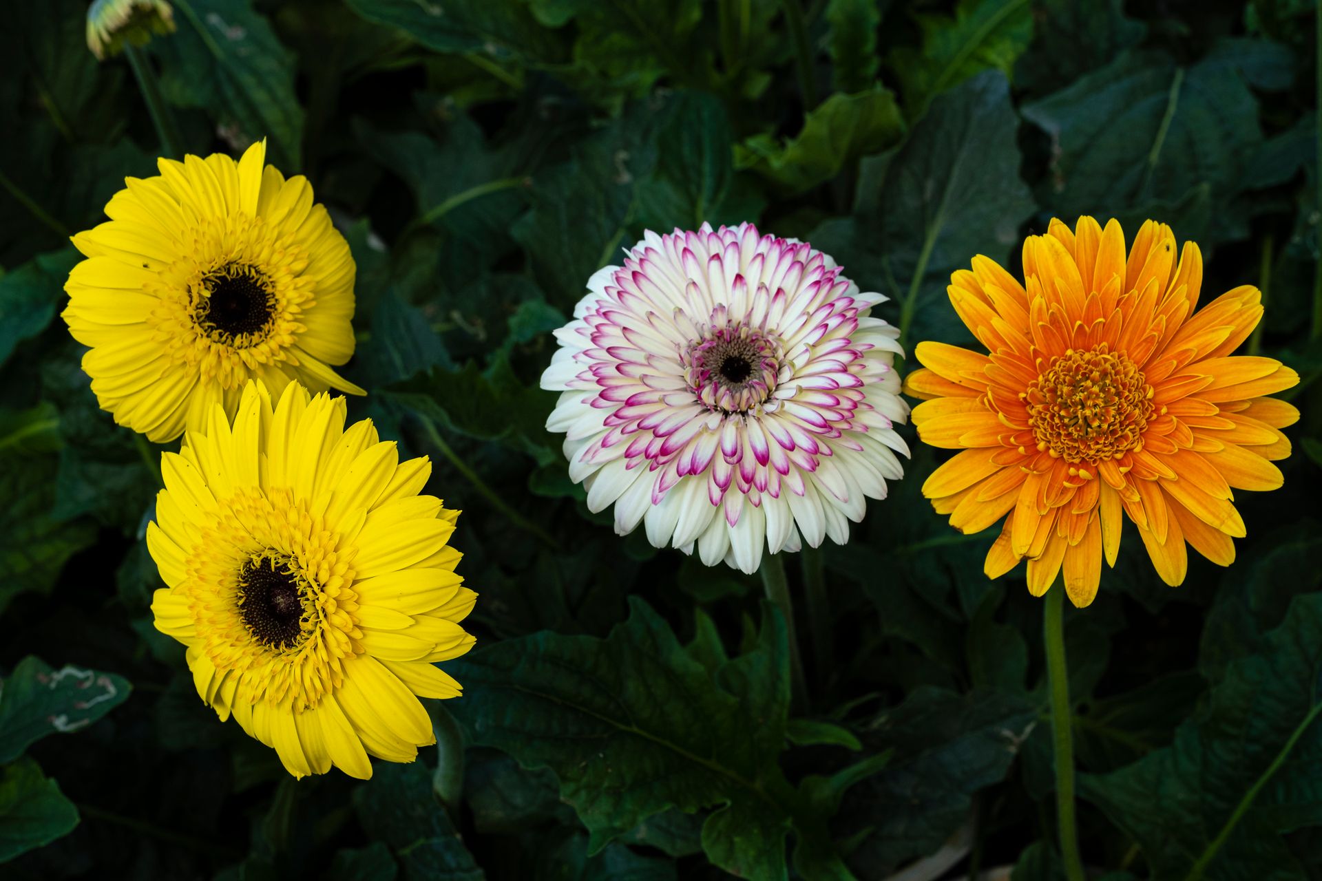 Different types of blossoming gerbera flowers with colorful tender petals and green leaves growing in botanical garden on summer day