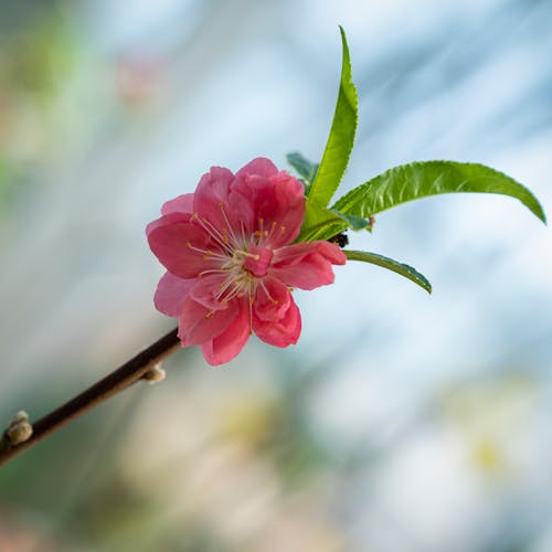 Sprig with buds and delicate peach flower and green leaves growing in garden on blurred background on sunny summer day