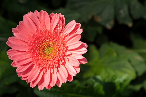 Top view bud of gentle pink blooming gerbera flower growing in botanical garden with green leaves on sunny summer day