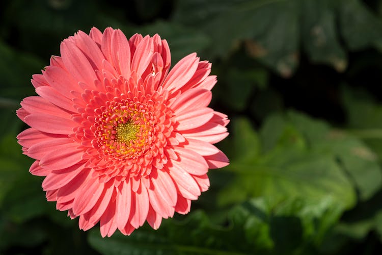 Gerbera Flower Growing In Garden