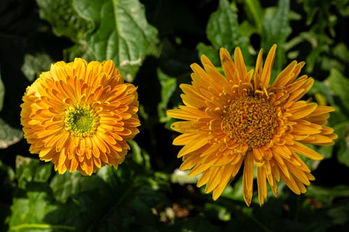 Free Yellow blooming gerbera and chrysanthemum flowers on stems with green leaves growing in countryside in daylight Stock Photo