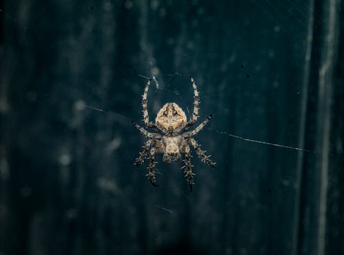 갈색 Araneus Cavaticus 헛간 거미