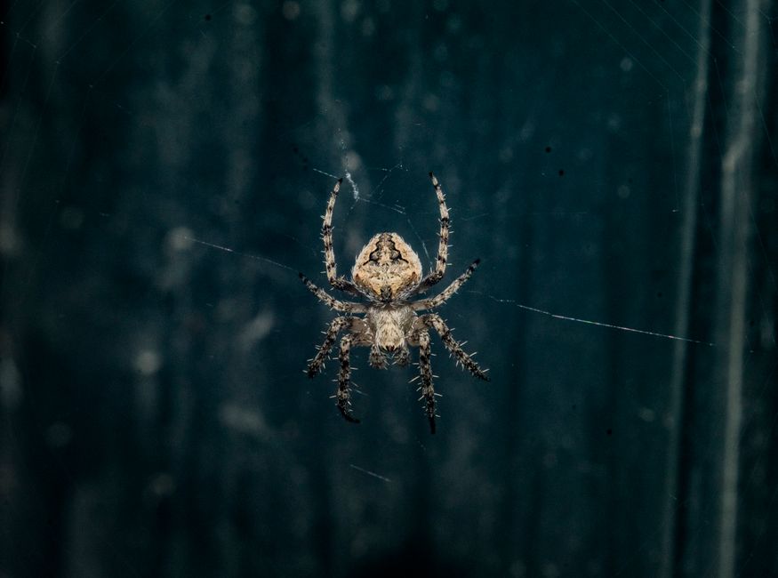 Detailed macro photo of a spider resting on its web against a dark background. Perfect for nature themes.