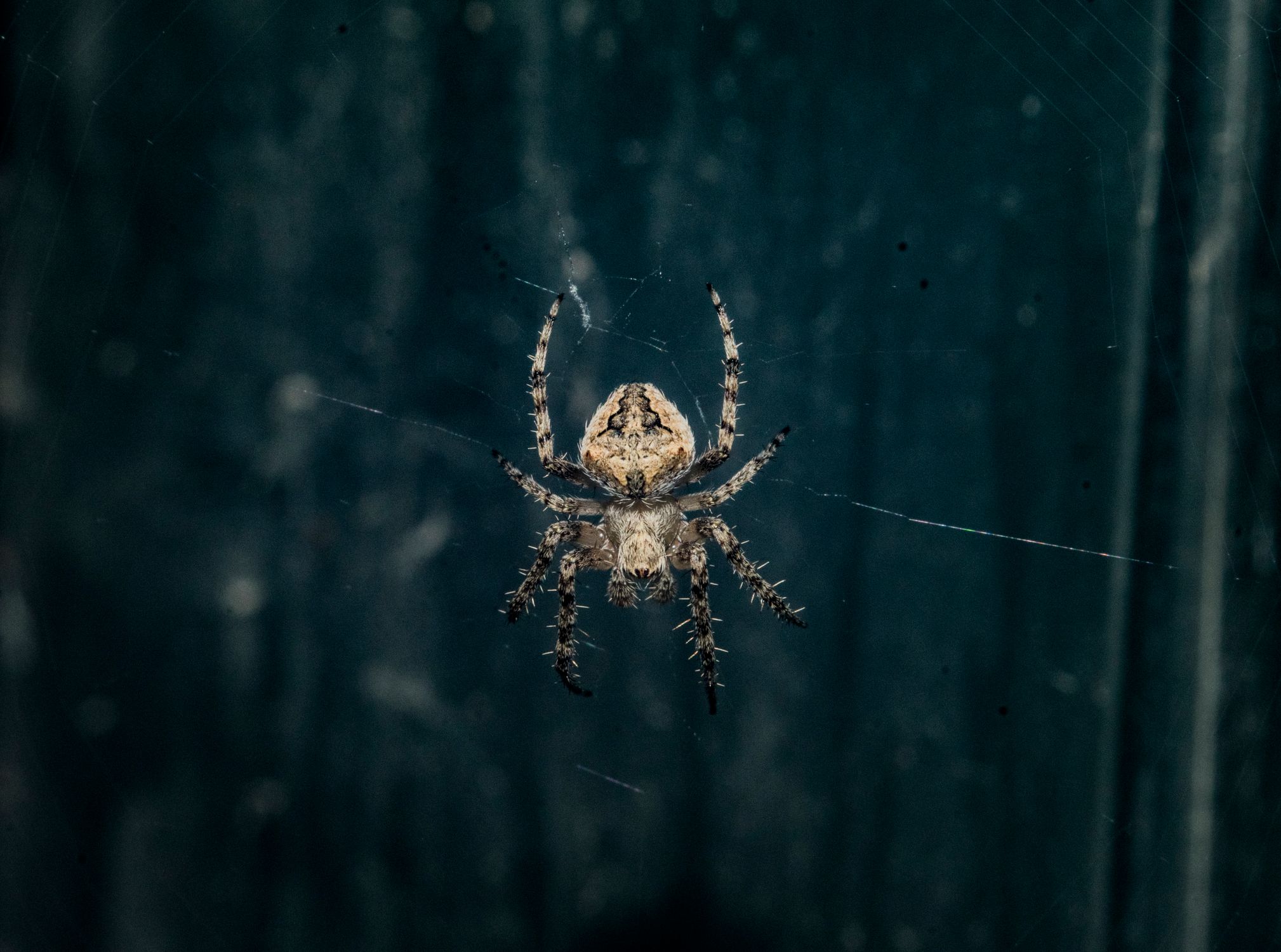 Brown Araneus Cavaticus Barn Spider · Free Stock Photo