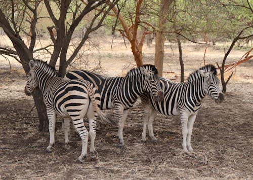 Бесплатное стоковое фото с Африка, животные, зебра