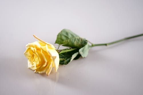 Бесплатное стоковое фото с желтая роза, желтый, крупный план