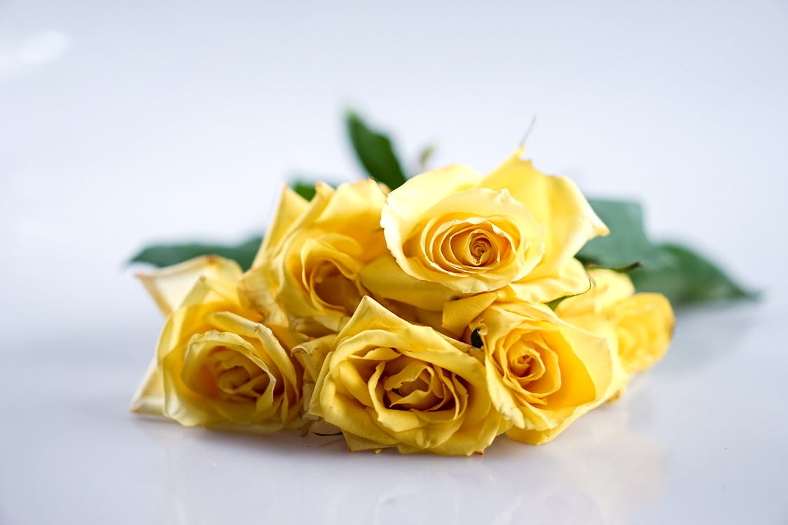 Bunch of Yellow Roses on White Surface · Free Stock Photo