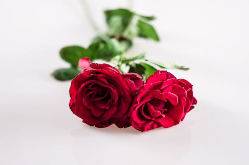 Free Red Roses on White Surface Stock Photo