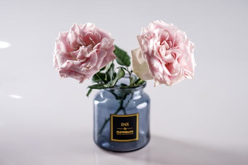 Free A Pink Roses on a Glass Vase Stock Photo