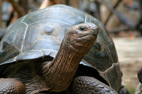 Free 

A Close-Up Shot of a Galapagos Giant Tortoise Stock Photo