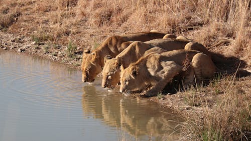 Free Brown Lion and Lioness on Water Stock Photo