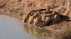 Asiatic Lion and Lioness Drinking Water