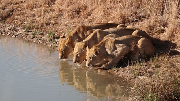 

Asiatic Lion and Lioness Drinking Water