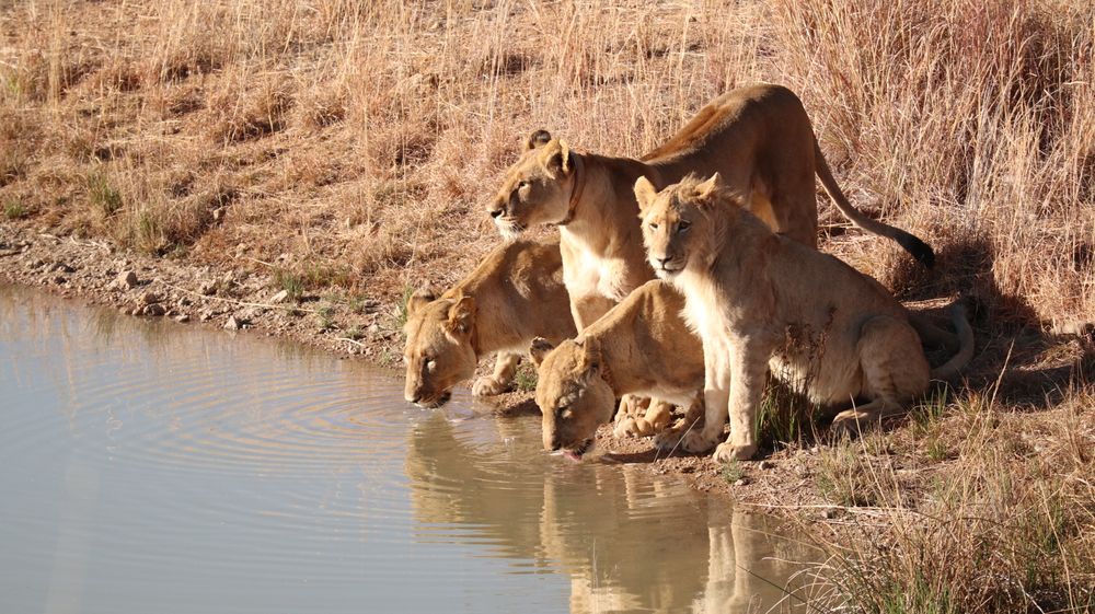Lions in golden light on the Tanzania savannah