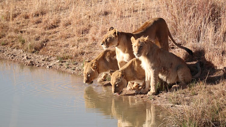 Lion Family Drinking Water In Savanna