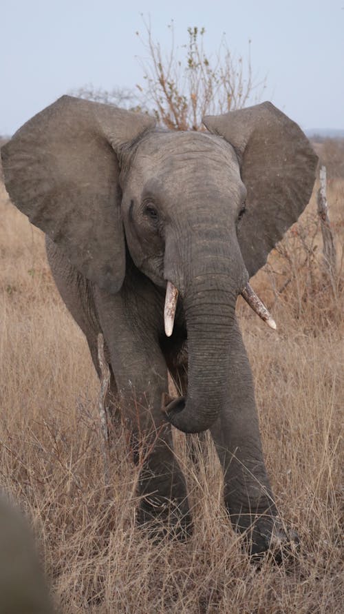 Безкоштовне стокове фото на тему «дика природа, дикий, слон»
