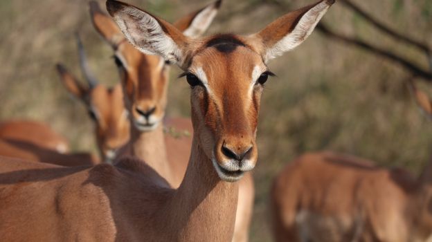 A vibrant close-up image of impalas in their natural habitat, showcasing wildlife beauty.