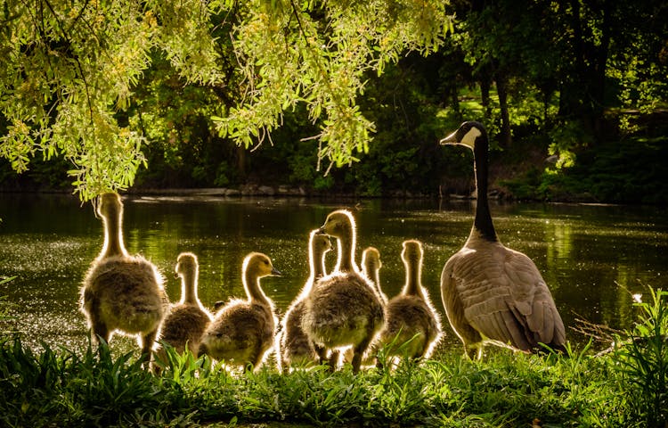 Ducks Near Body Of Water