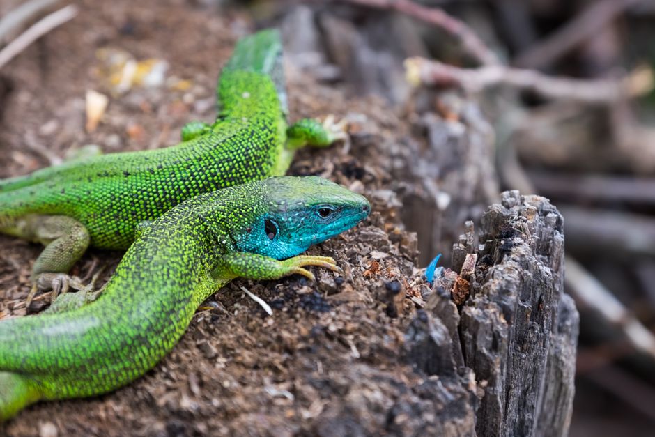 Fotomural Primer plano detallado de dos lagartos verdes coloridos en un tocón de árbol en la fauna salvaje rumana.
