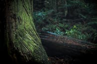 特写镜头中，黑暗、阴森的森林里布满苔藓的树干