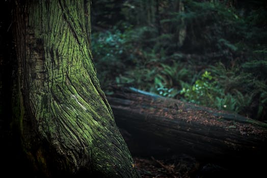 在黑暗、阴森的森林里，苔藓覆盖的树干特写镜头