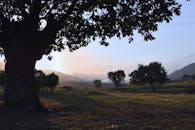 郁郁葱葱的宁静景观中，迷人的日出映衬着树木与远山的剪影