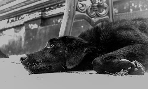 Free Closeup Photo of Dog Lying on the Ground Stock Photo