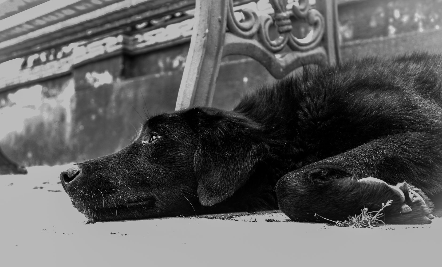 Portrait of a dog at a veterinary clinic