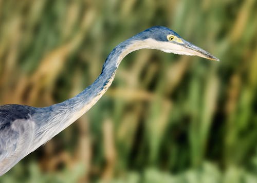 Základová fotografie zdarma na téma bílá barva, černovlasý volavka, detail