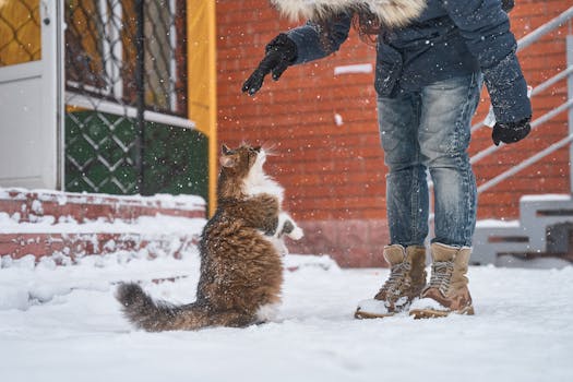 Norwegian Forest Cat interacting with a person outside in snowy Borovsk, Russia, during winter.